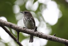 sula streaked fly.JPG