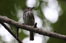 sula streaked fly2.JPG