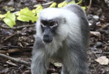 moor macaaque close-up.JPG