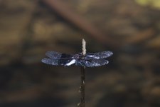 madagascar dragonfly bf.jpg