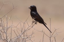 maybe__Fork-tailed_Drongo__2011-11-16_Auob_Valley__RTF04328vse.jpg