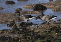 Brent_Geese_Spurm_Oct17.jpg