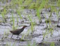 Buff Banded Rail_Buli_220617a.jpg