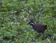 Barred Rail_Molibagu_280617a.jpg