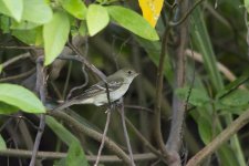 small-billed elaenia.jpg