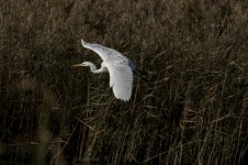 A Great white egret - Ardea alba 2J4A9610.jpg