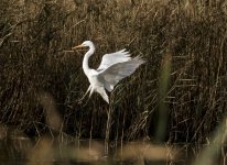 A Great white egret - Ardea alba 2J4A9620.jpg