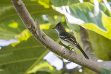 juvenile yellow-bellied elaenia.jpg