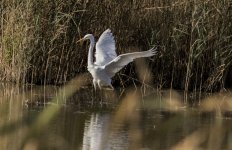 A Great white egret - Ardea alba 2J4A9626.jpg