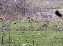 black-tailed-godwit-too.jpg