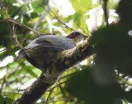 RE Fruit Dove_Gunung Ambang_260617a.jpg