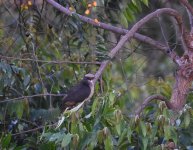 Lompobattang Fruit Dove_Malino_010717a.jpg