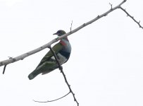 E Superb Fruit Dove_Foli_210617a.jpg