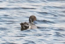 northern pintail 2.jpg