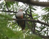 CB Imperial Pigeon_Foli_200617a.jpg