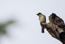 Eastern Phoebe (Juvenile) maybe.JPG