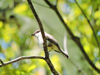 White Bellied Flycatcher.JPG