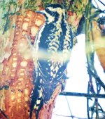 Ladder Backed Woodpecker Female (2).JPG