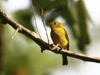 citrine canary.JPG