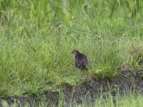 buff banded rail.JPG