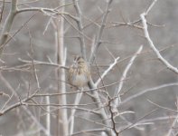 a lincoln sparrow.jpg