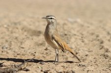 Kalahari Scrub-Robin rsa 1.jpg