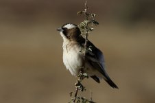 White-browed Sparrow-Weaver rsa 2.jpg