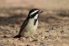 Acacia Pied Barbet rsa 1.jpg