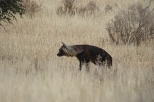 Brown Hyena rsa 1.jpg