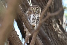 Pearl-spotted Owlet rsa 1.jpg