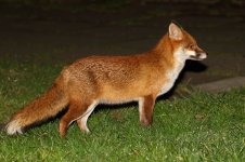 20180220 (1)_Red_Fox.JPG