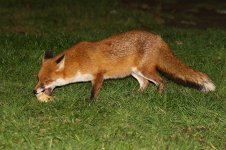 20180220 (4)_Red_Fox.JPG