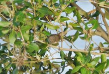 DSC_6721 warbler.jpg