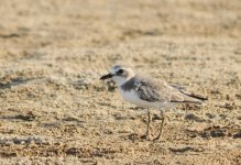 DSC_6697 Charadrius.jpg