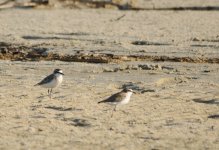 DSC_6717 Charadrius marginatus.jpg