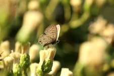 Common Zebra Blue rsa 2.jpg