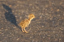 Small Buttonquail rsa 2.jpg