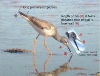 Yellowlegs_Portugal_January2018_annotated.jpg