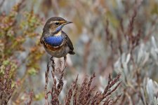 Bluethroat62 resize.jpg