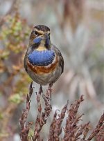 Bluethroat66 resize.jpg