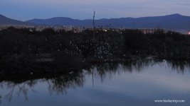 2018.01.19 Roost of Cattle Egrets.JPG