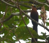 Sulawesi Malkoha_Tangkoko_180617a.jpg