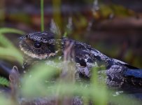 Satanic Nightjar_Lore Lindu_040717a.jpg