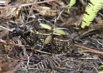 diabolical nightjars.JPG