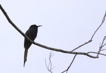 purple beardrd bee eater.JPG