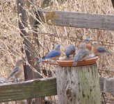 Bluebirds galore 12-26-17.jpg