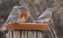 Bluebirds -male 2 females -12-26-17.jpg