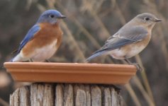 Bluebirds male-female 12-26-17.jpg
