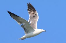 Taimyr Gull (10) - Copy.jpg