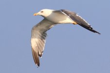 Taimyr Gull (07) - Copy.jpg